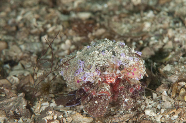 Vue rapprochée du crabe ermite sur la roche — Photo de stock