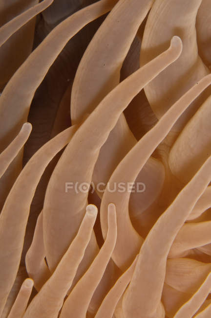 Vista close-up de tentáculos de anêmona do mar — Fotografia de Stock