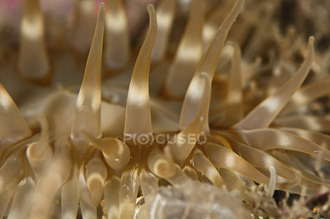 Closeup view of sea anemone tentacles — Stock Photo
