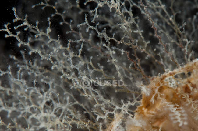 Closeup view of obelia dichotoma hydroids — Stock Photo