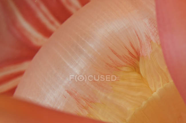 Vista de primer plano de anémona de mar colorido - foto de stock