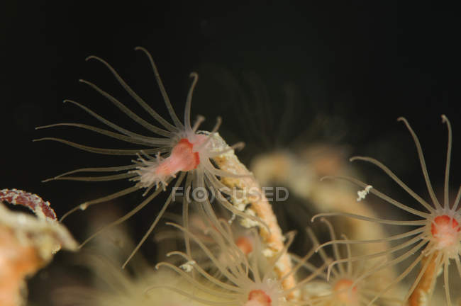 Primo piano vista di teste di idroidi con tentacoli — Foto stock