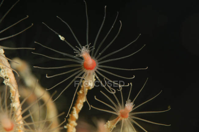 Closeup view of hydroids heads with tentacles — Stock Photo