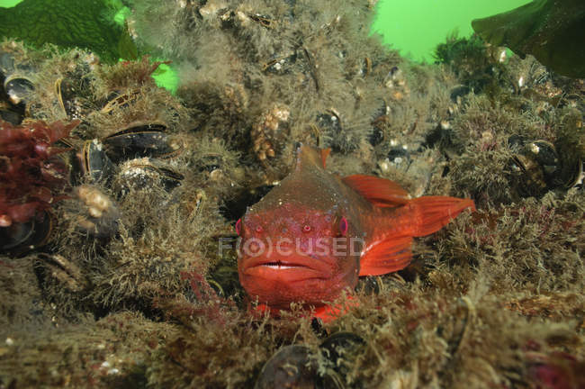Крупним планом вид риби-пошуку на рифі — стокове фото