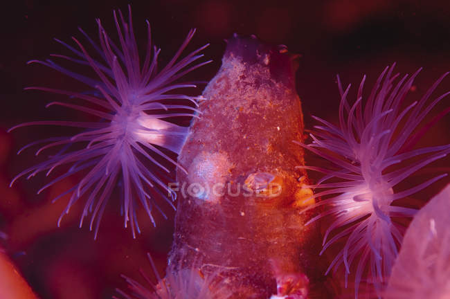 Closeup view of anemones on sea squirt — Stock Photo