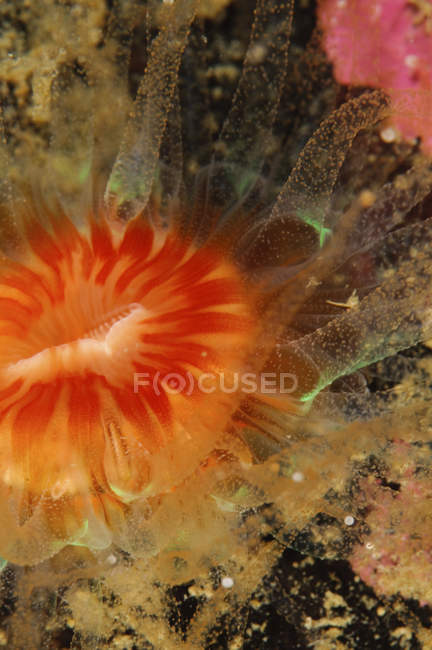 Vue rapprochée de la bouche colorée de corail — Photo de stock