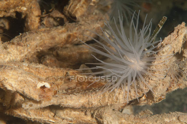 Closeup view of sea anemone on coral — Stock Photo