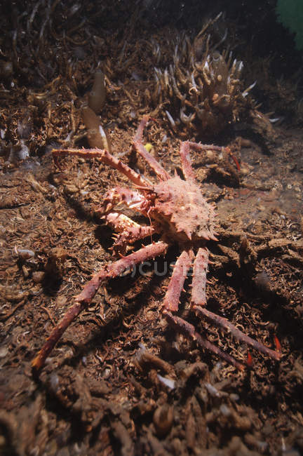 Vista de primer plano de cangrejo gigante caminando sobre el fondo del mar - foto de stock