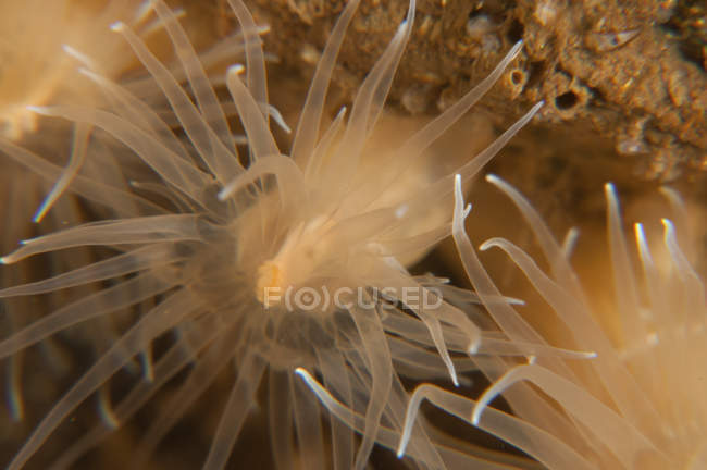 Крупним планом вид на морські анемони щупальця — стокове фото
