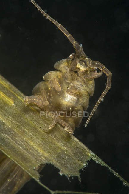 Closeup view of speckled sea louse isopod — Stock Photo