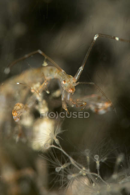 Closeup view of one ghost shrimp — Stock Photo