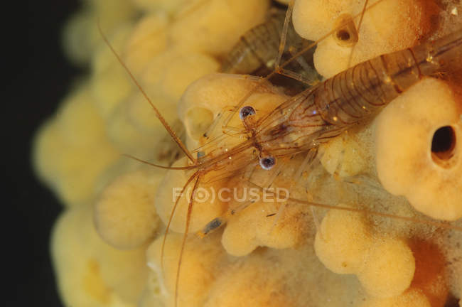 Closeup view of hinge-beak shrimp on yellow sponge — Stock Photo