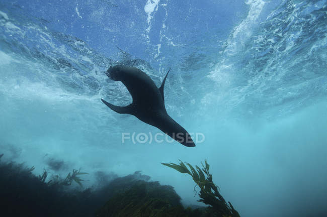 Selo de pele de Guadalupe nadando perto da floresta de algas, Islas San Benito, Baja California, México — Fotografia de Stock