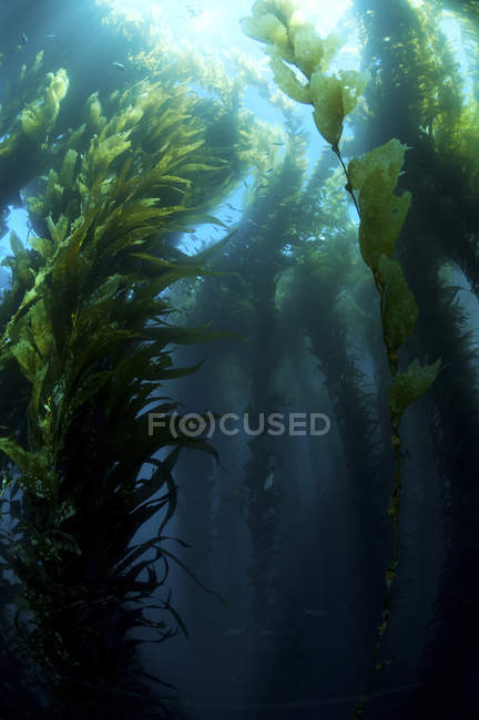 Floresta de algas verdes, Pyramid Rock, San Benitos, México — Fotografia de Stock