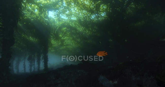 Ліс водоростей і плавання риби, Islas Сан-Беніто, Нижня Каліфорнія, Мексика — стокове фото