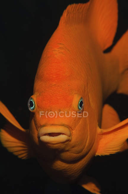 Closeup front view of red Garibaldi damselfish — Stock Photo