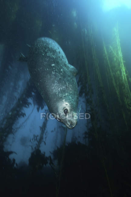 Вид крупним планом на тюленя гавані, що плаває в кельпі — стокове фото
