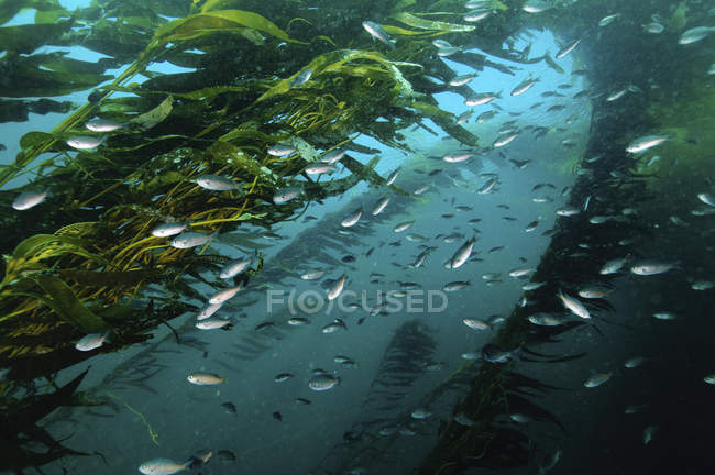 Daytime underwater view of jack mackerels flock in green kelp forest — Stock Photo