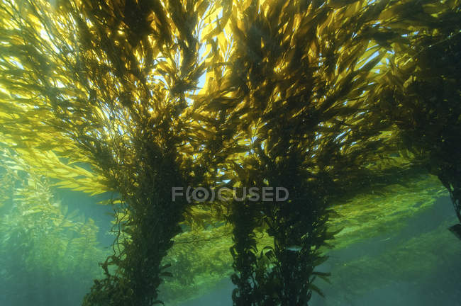 Daytime underwater view of green kelp forest — Stock Photo