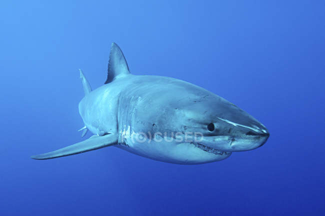 Большая белая акула в голубой воде — стоковое фото