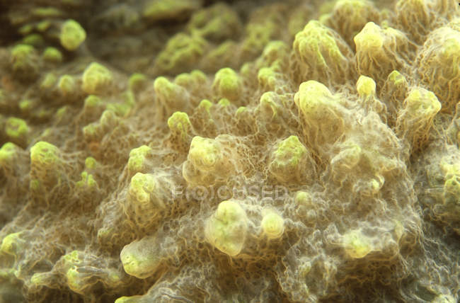 Closeup view of colorful hard coral — Stock Photo