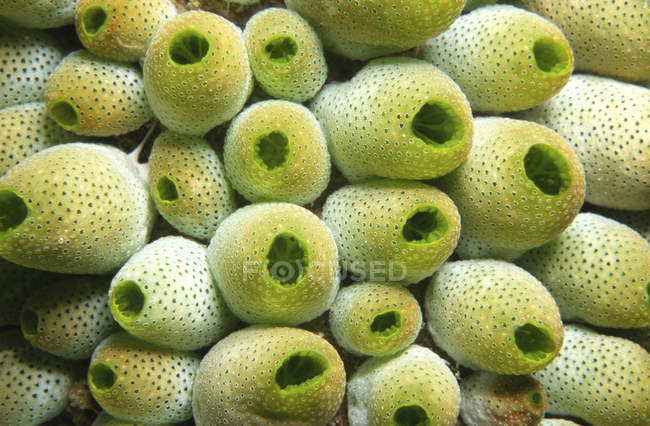 Closeup view of green sea squirts — Stock Photo
