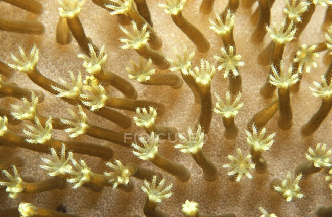 Closeup view of tentacles on hard coral — Stock Photo