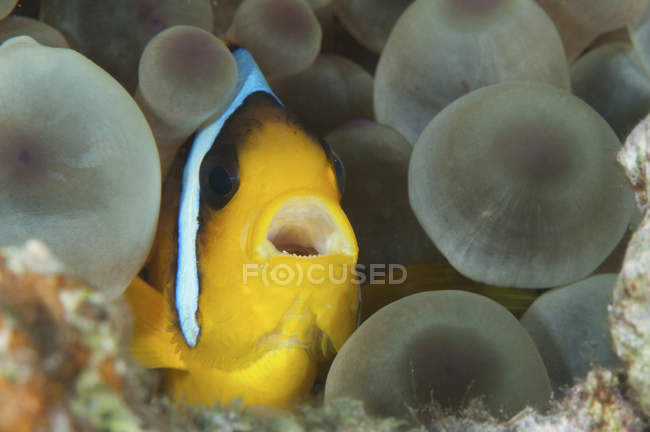 Nahaufnahme eines Anemonenfisches, der sich in einer Anemone versteckt — Stockfoto