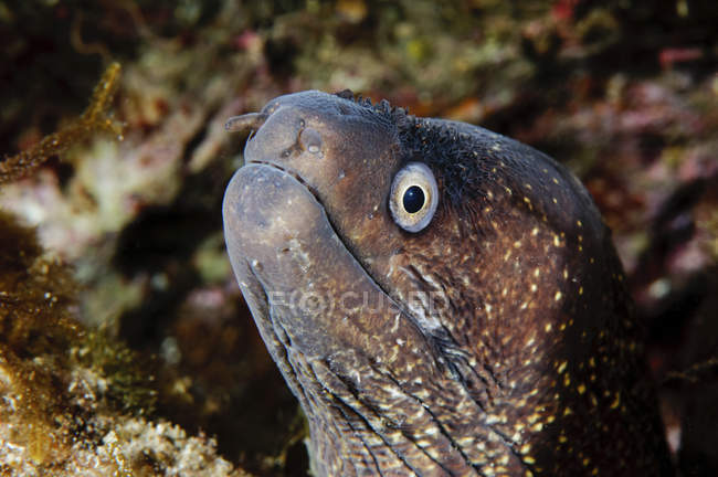 Closeup headshot of Mediterranean moray eel — Stock Photo