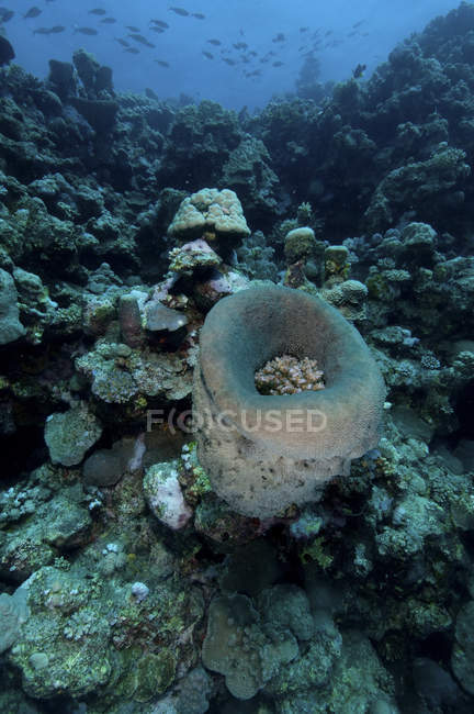 Sponge and fish, Farasan Banks, Mar Mar Island, Saudi Arabia — Stock Photo
