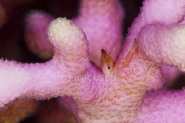 Крупный план трапеции караул краба на цветной капусте коралла — стоковое фото