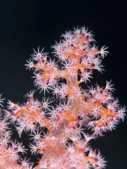 Vista ravvicinata di colonia lucente di coralli dolci — Foto stock