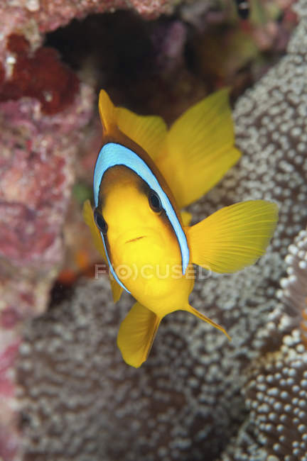 Nahaufnahme Frontansicht heller Anemonenfische — Stockfoto