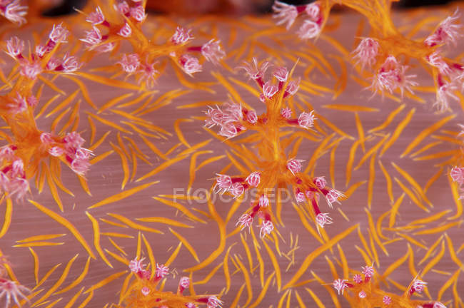 Vue rapprochée d'une colonie lumineuse de coraux mous — Photo de stock