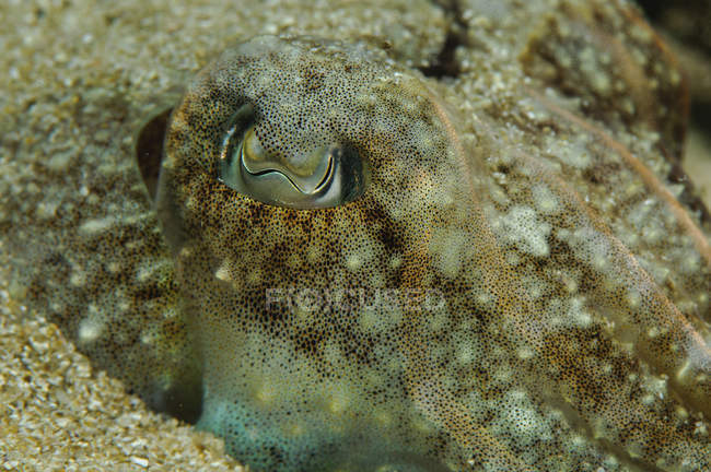 Closeup view of broadclub cuttlefish eye — Stock Photo