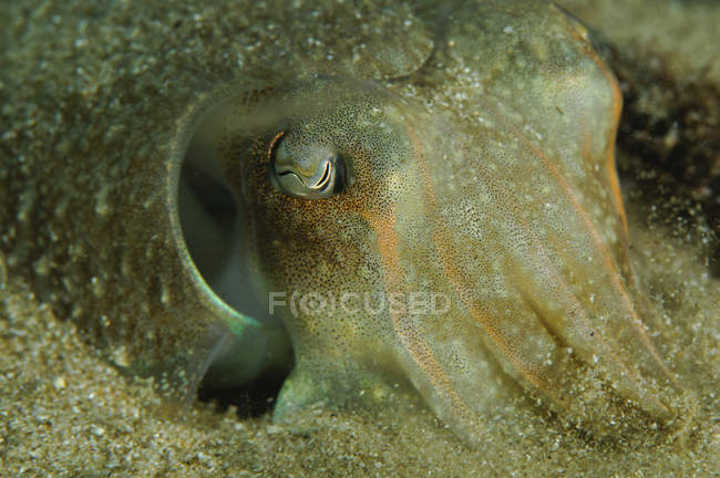 Closeup view of one cuttlefish in sand — Stock Photo
