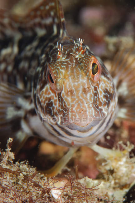Closeup front view of molly miller fish — Stock Photo