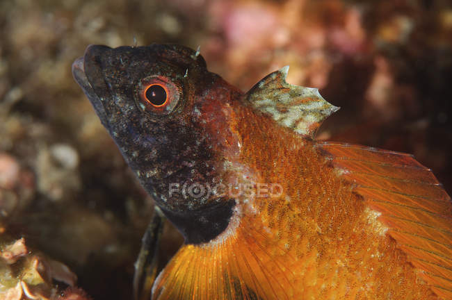 Closeup cropped view of one yellow and black blenny — Stock Photo