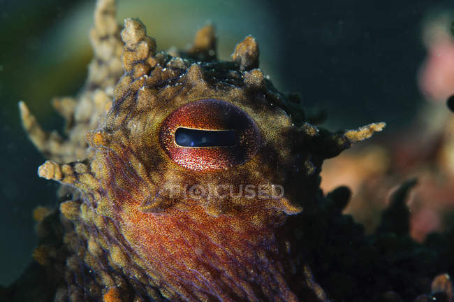 Vista ravvicinata dell'occhio di polpo comune — Foto stock