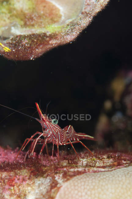 Closeup view of one camelback shrimp on coral reef — Stock Photo