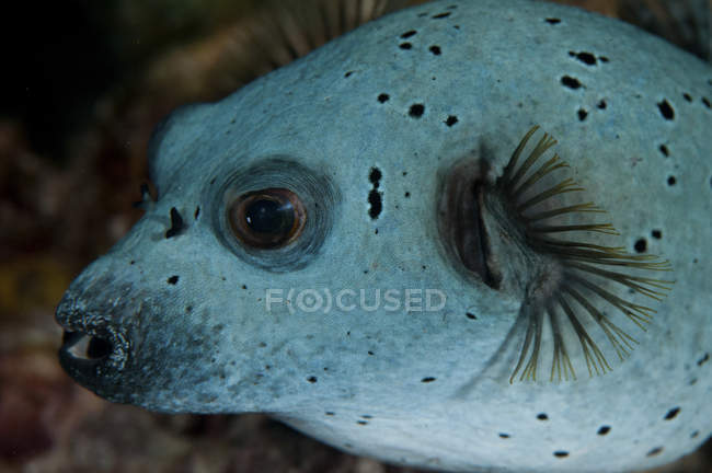 Vista de primer plano de la cabeza de pez globo blanco - foto de stock