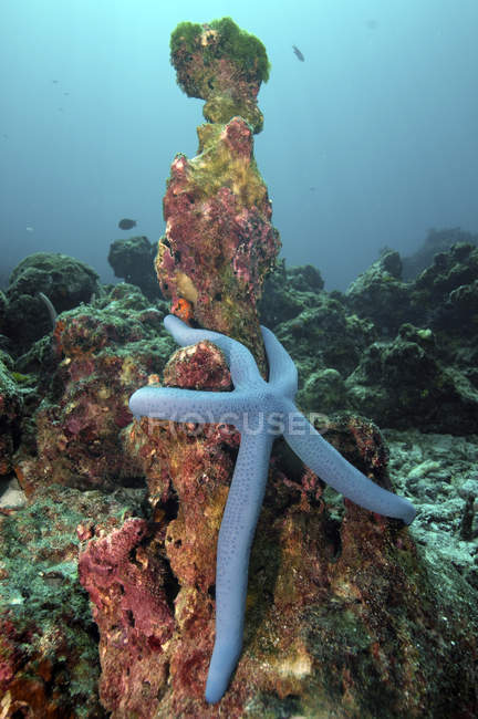 Étoile de mer sur corail mort, Koh Bon, îles Similan, Thaïlande — Photo de stock