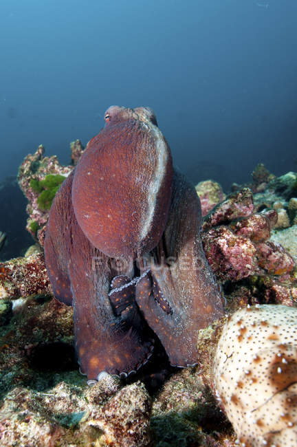 Octopus em recife, Koh Bon, Ilhas Similares, Tailândia — Fotografia de Stock
