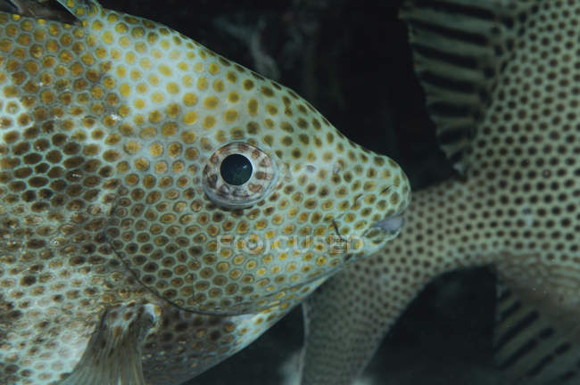Golden spotted rabbitfish closeup headshot — Stock Photo