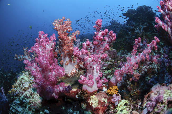 Recifes de coral macio, Richlieu Rock, Ilhas Similares, Tailândia — Fotografia de Stock