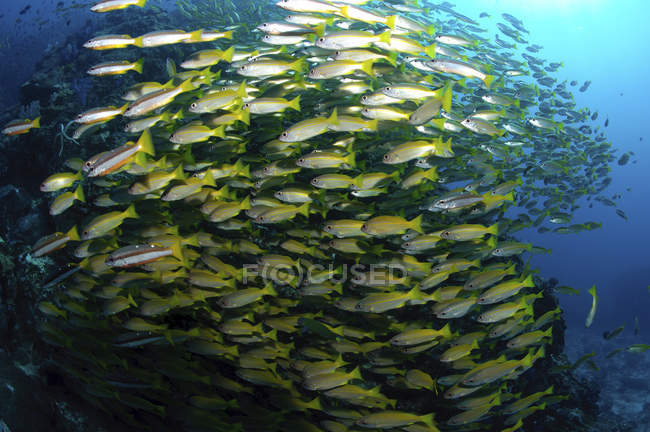 Different schooling snappers in blue water — Stock Photo