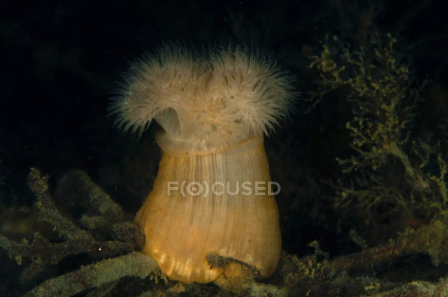 Морские анемоны на желтой рыболовной сети — стоковое фото