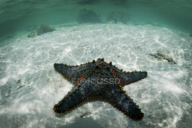 Étoile de mer sur fond sablonneux, atoll de Mnemba, Zanzibar, Tanzanie — Photo de stock