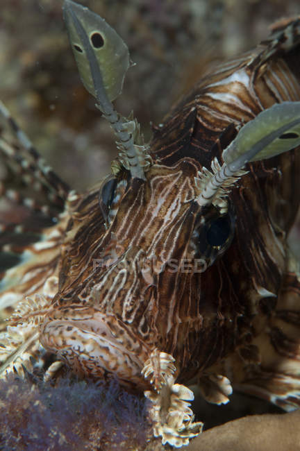 Primo piano vista frontale della testa di pesce leone — Foto stock
