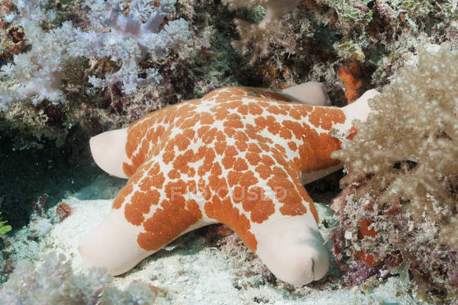 Vista de primer plano de las estrellas de mar en el arrecife de coral - foto de stock